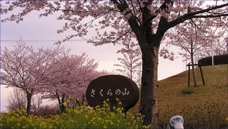 さくらの山公園