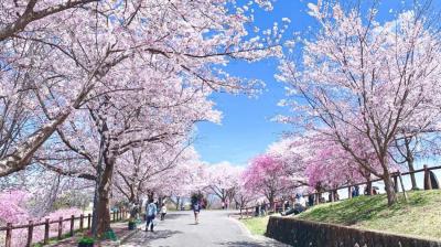 さくらの山